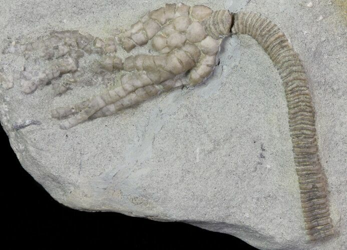 Bargain, Pachylocrinus Crinoid Fossil - Crawfordsville, Indiana #68493